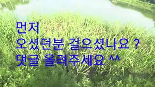 잉어낚시(저수지 수초포인트공략)