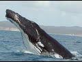 How to save endangered species