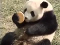 Animal attack milking Cow Best Wild Animal Videos Top ten10@attack Animal attack milking Cow Best Wild Animal Videos Top ten10@attack