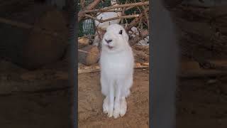 Ни Секунды Покоя! #Bunny #Hare #Cute #Wild