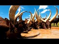 Longhorn Ankole Cows: The Cattle of Kings