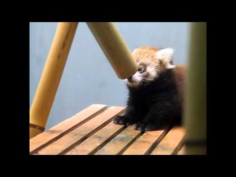 レッサーパンダの赤ちゃん　体重測定（円山動物園　9月21日）