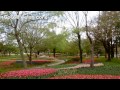 tulip / チューリップ 国営昭和記念公園 20130412 Goro@Welsh corgi