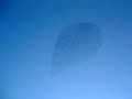 A strange cloud of flying birds