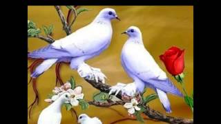 கூண்டை விட்டு வெளியில் வந்து - (Jaffnagobi) கூண்டை விட்டு வெளியில் வந்து - (Jaffnagobi)