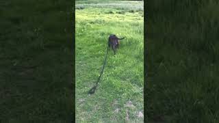 My Happy Dog Xena