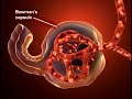 kidney