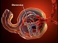 kidney