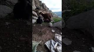 Berbanga Sobê Zozanê Serhedı