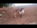 Gana prabha anamika vidoes