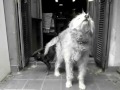 Mi perrito pincher monta a mi perra pastora y os lo enseño