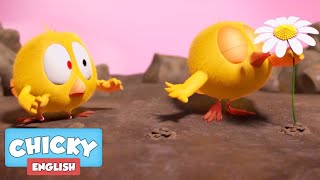 Wheres Chicky? Funny Chicky 2020 Magic Flower Chicky Cartoon In English For Kids