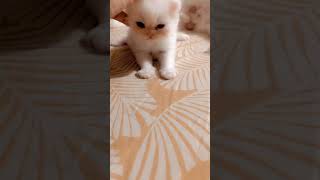 Cute Kitten Staring