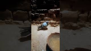 Ghar Ka Baccha Desi