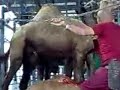 Israeli Camel Slaughter images Israeli Camel Slaughter