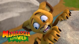 Alex Gets Lost In The Wild Madagascar A Little Wild