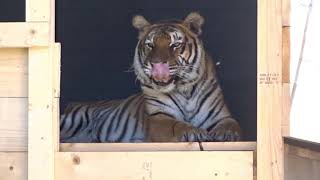 News about Dehli🐯 at our FELIDA Big Cat Centre | FOUR PAWS | www.four-paws.org