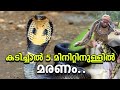 രാജവെമ്പാലയെ കുറിച്ച് നിങ്ങൾക്ക്‌ അറിയാത്ത ചില രഹസ്യങ്ങൾ |  Snake King cobra facts in malayalam