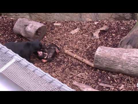 上野動物園のマレーグマの赤ちゃんその3　 The sun bear　cub