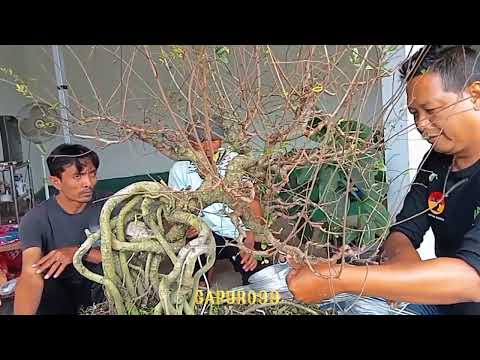 BONSAI ULMUS