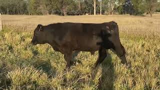 Nb Genetics R865