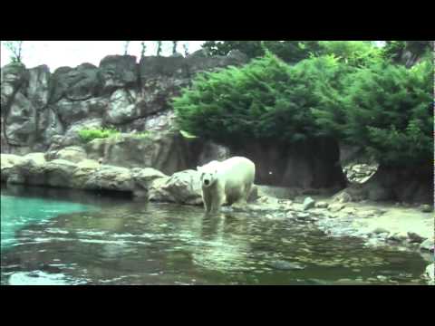 せいら（２歳６ヶ月）横浜動物園ズーラシア　白くまさん