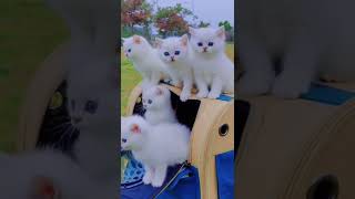 Cute Cat