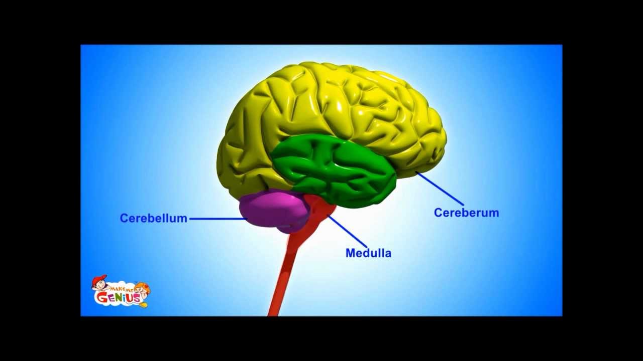 Brain Parts & Functions video for Kids from www.makemegenius.com - YouTube