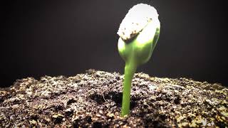Germinação do Girassol