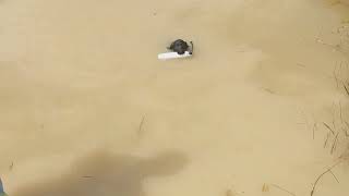 Bluehank Black Male Born 51422