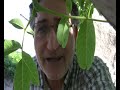 هشتمین فیلم کوتاه محمد نوری زاد با نام شعبون بی مخ ها 6