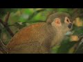 yasuni