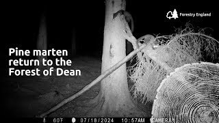 The Return Of The Pine Marten To The Forest Of Dean