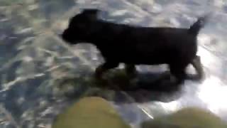 Jagd Terrier Szuka Kölyök