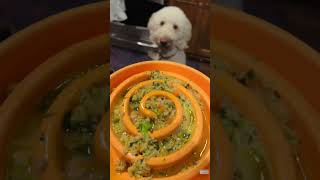 Chaos Feeding My 4 Dogs Follow For Dog Fun