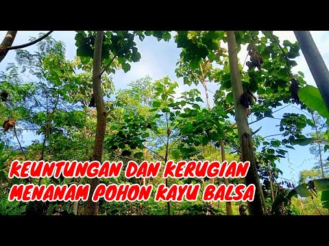 keuntungan dan kerugian tanam kayu balsa