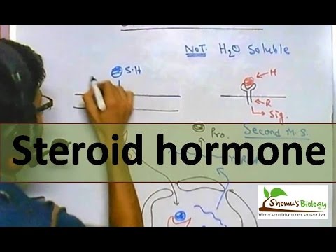 Mechanism of steroid hormone action video