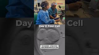 From Cell To Blastocyst Embryo Development In Just 15 Seconds Mamata Fertility Hospital