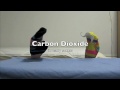 sea level rising educationally awesome video