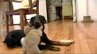 The Jagdterrier The Pug And Tug