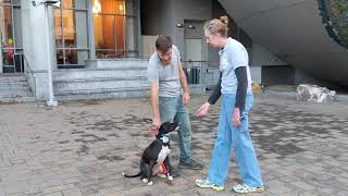 Dog Training Tip: Teaching your Dog to Sit Politely to Be Petted