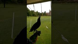 Watch Raven Grip video