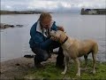 labradors