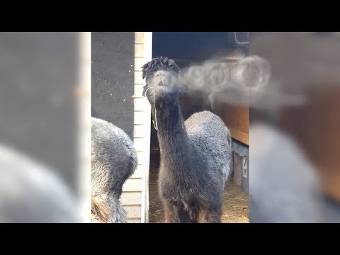 FUNNY ANIMALS compilation