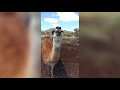FUNNY ANIMALS compilation