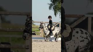 Piaffe Pony Napoleon