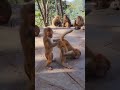 mating monkey