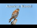 American Kestrel - Behavior American Kestrel - Behavior