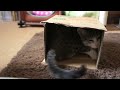 ダイブする猫 - Cat dives into a box -