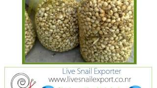 importer wholesale suppliers live snail Oklahoma City, Okla.